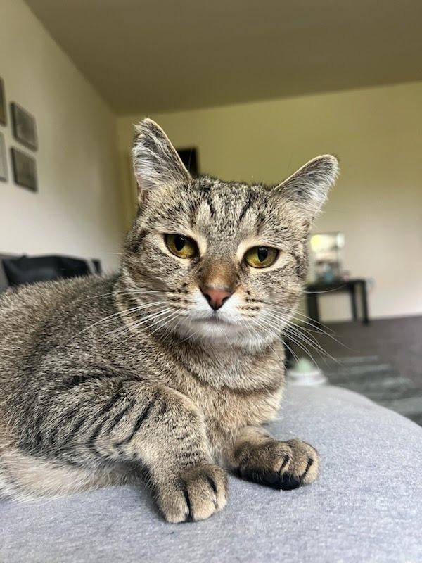 Enlarge Stormie aka Heidi, a Adopted mixed breed in Parkville, MD image 1/6