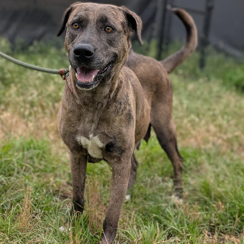 Enlarge Wanda, a Adoptable mixed breed in Buchanan Dam, TX image 1/2