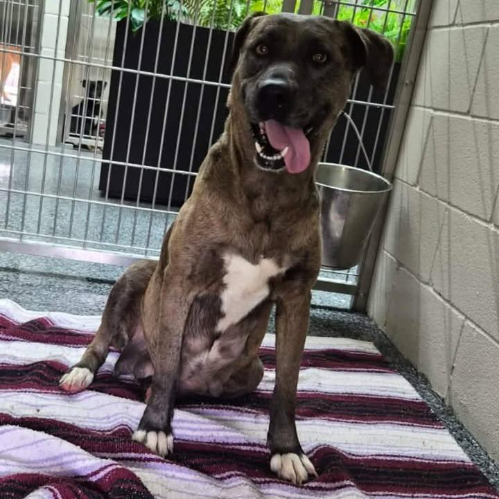 Enlarge Wanda, a Adoptable mixed breed in Buchanan Dam, TX image 2/2