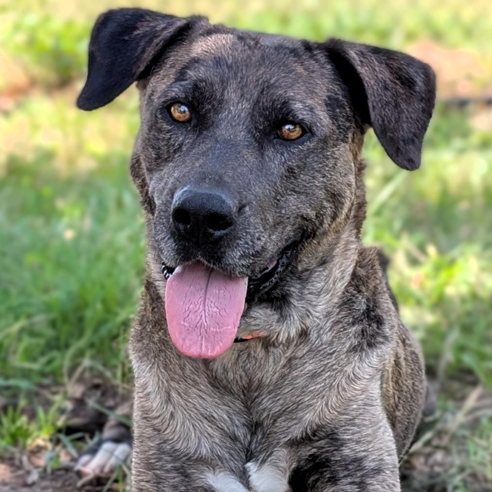 Wanda, a Adoptable mixed breed in Buchanan Dam, TX image 3/3