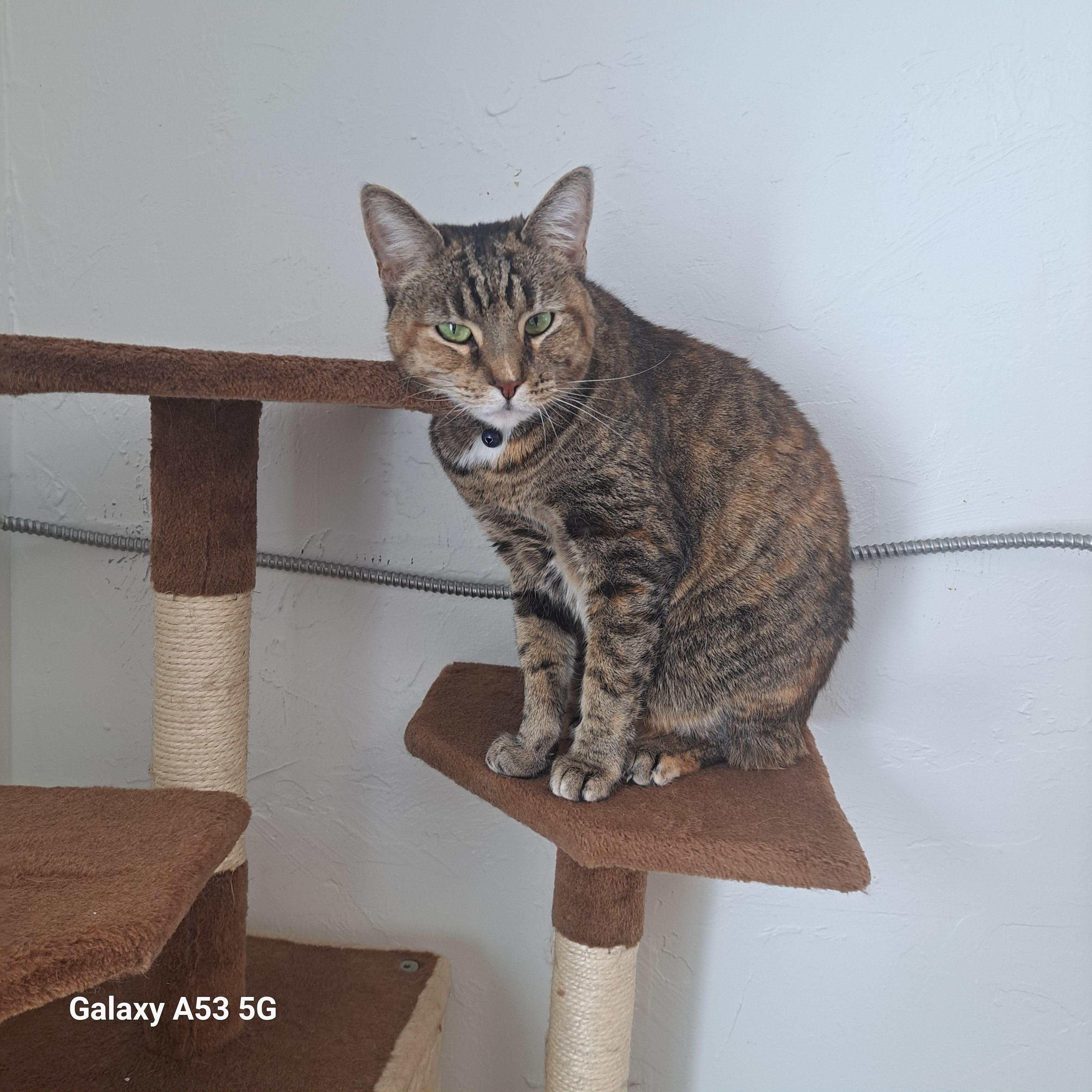 Matilda, an adopted Torbie in Carson City, NV image 2/2