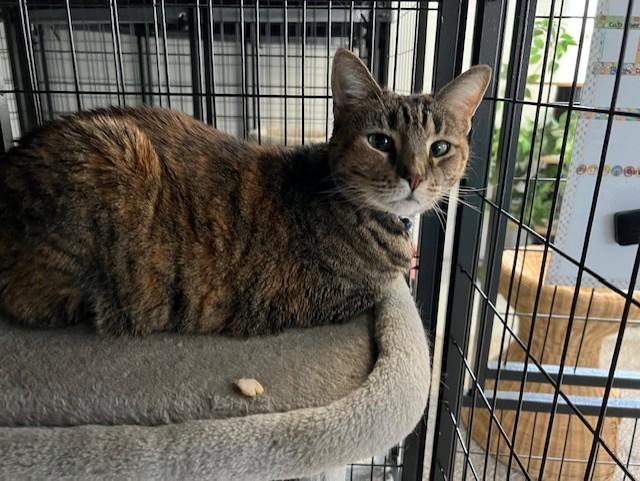 Matilda, adopted, Senior Female Torbie.