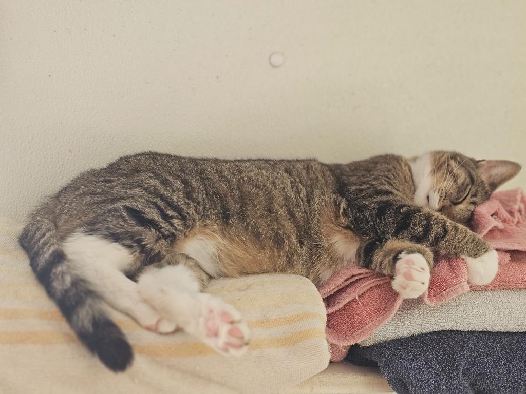 Sunny, Adoptable, Adult Female Domestic Short Hair.