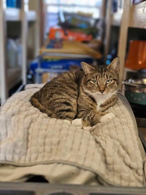 Enlarge Sunny, a Adoptable mixed breed in Sprakers, NY image 2/2