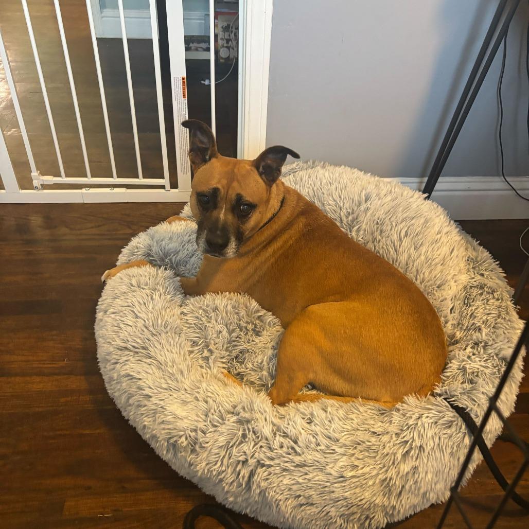 Nova, a Adoptable mixed breed in Turlock, CA image 1/6