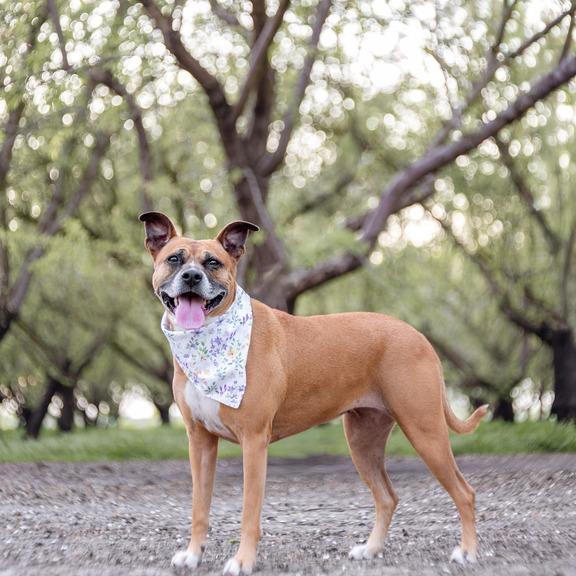Nova, Adoptable, Senior Female Mixed Breed & Pit Bull Terrier.