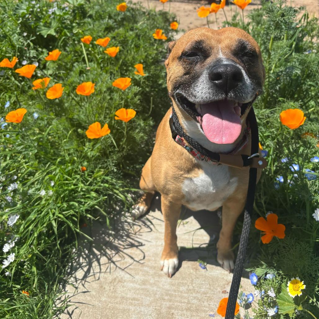 Nova, Adoptable, Senior Female Mixed Breed & Pit Bull Terrier.