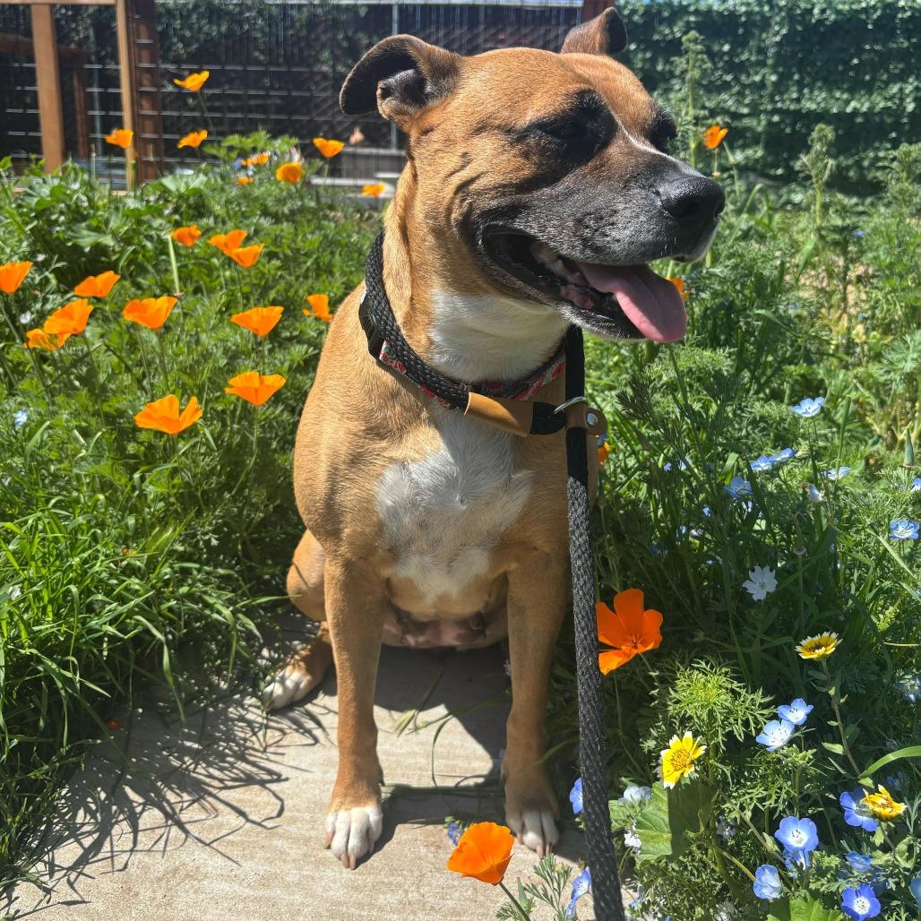 Enlarge Nova, a Adoptable mixed breed in Turlock, CA image 2/6