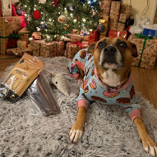 Enlarge Nova, a Adoptable mixed breed in Turlock, CA image 3/6