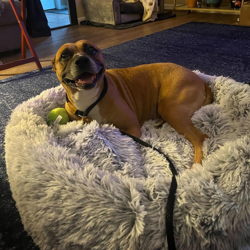 Nova, a Adoptable mixed breed in Turlock, CA image 2/6