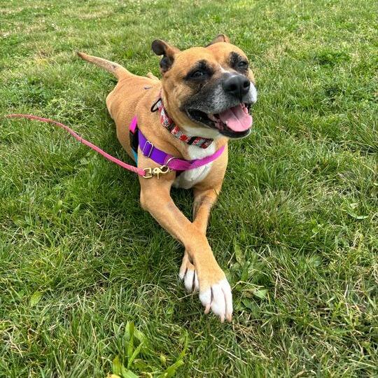 Enlarge Nova, a Adoptable mixed breed in Turlock, CA image 4/6