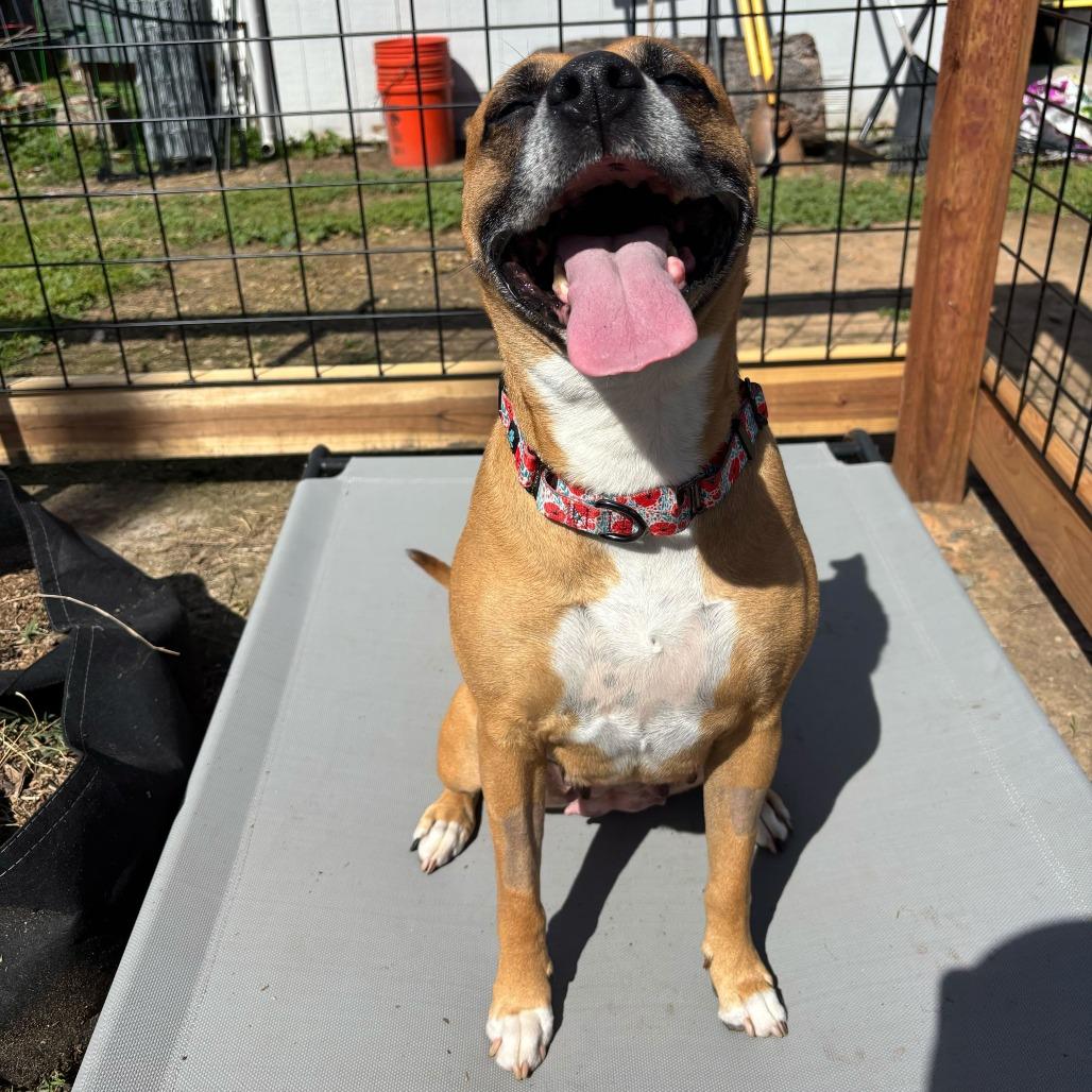 Nova, a Adoptable mixed breed in Turlock, CA image 3/6