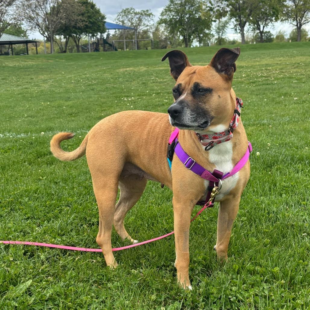 Enlarge Nova, a Adoptable mixed breed in Turlock, CA image 5/6