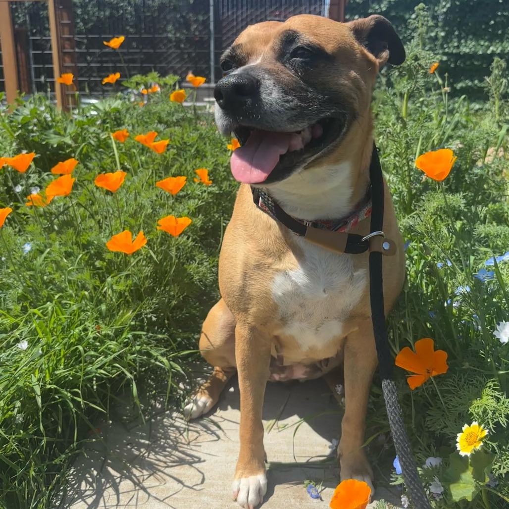 Enlarge Nova, a Adoptable mixed breed in Turlock, CA image 6/6