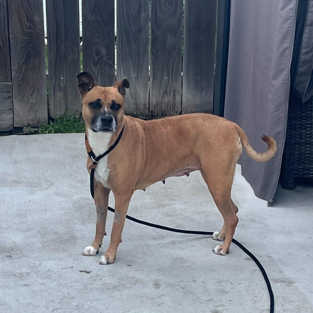 Nova, a Adoptable mixed breed in Turlock, CA image 4/6