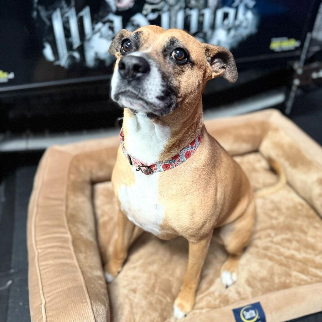 Enlarge Nova, a Adoptable mixed breed in Turlock, CA image 5/6