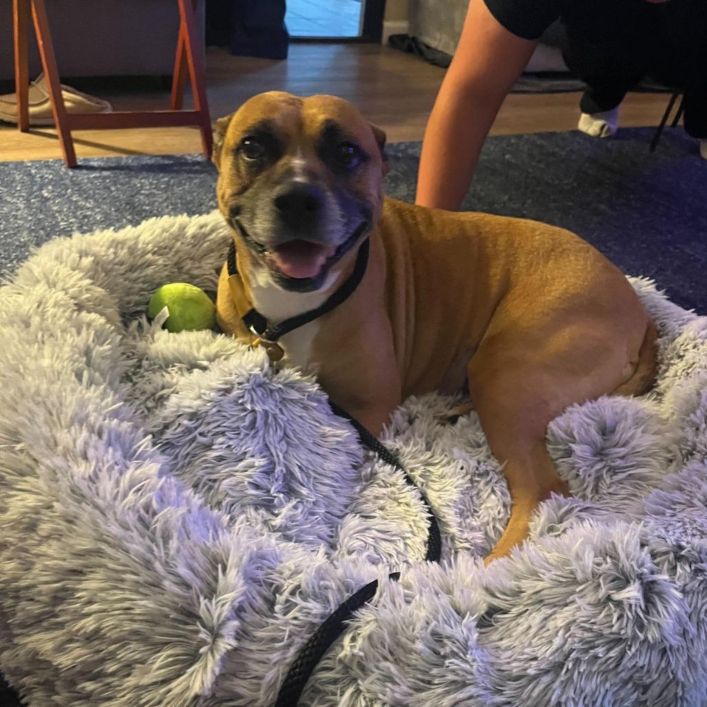 Nova, a Adoptable mixed breed in Turlock, CA image 5/6