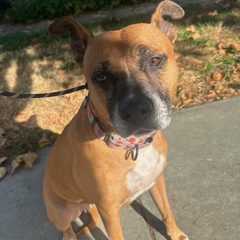 Nova, a Adoptable mixed breed in Turlock, CA image 6/6