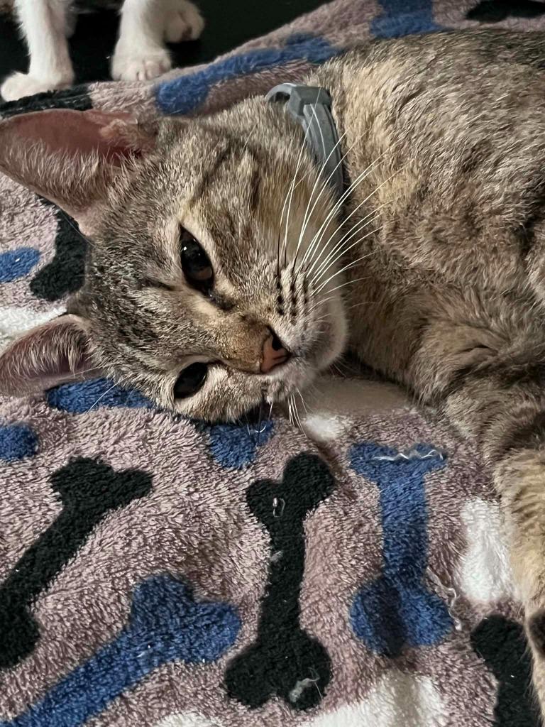 Ruthie, Adoptable, Young Female Domestic Short Hair.