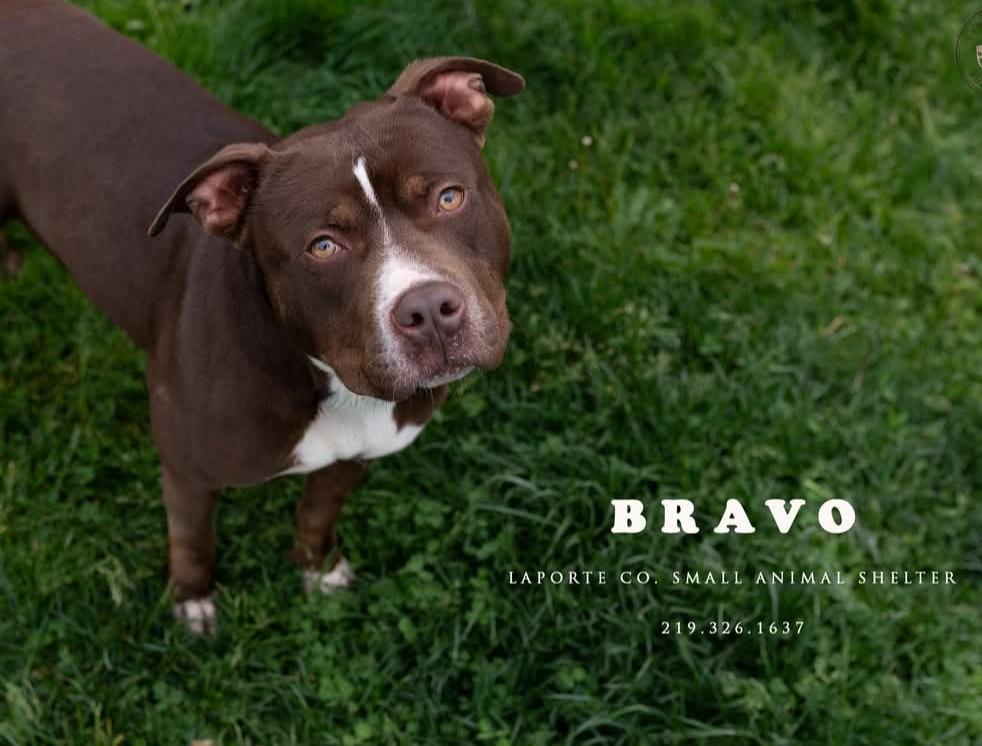Bravo, a Adoptable Pit Bull Terrier in La Porte, IN image 1/3