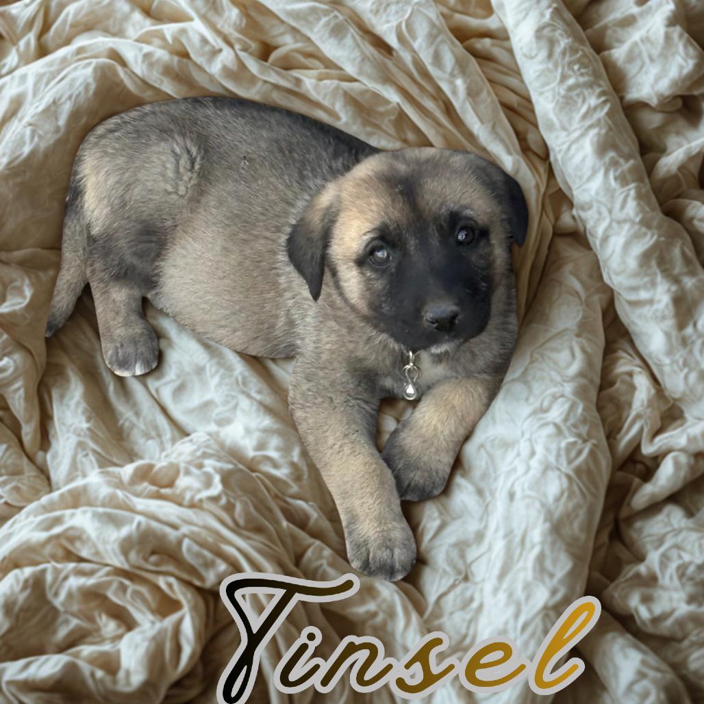 Enlarge Tinsel, a Adoptable mixed breed in Phoenix, AZ image 1/1
