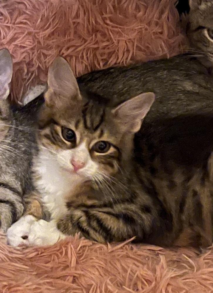 Magnus, Adoptable, Kitten Male Domestic Medium Hair.