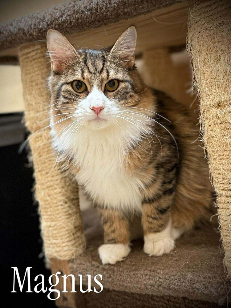 Enlarge Magnus, a Adoptable Domestic Medium Hair in Virginia Beach, VA image 2/5