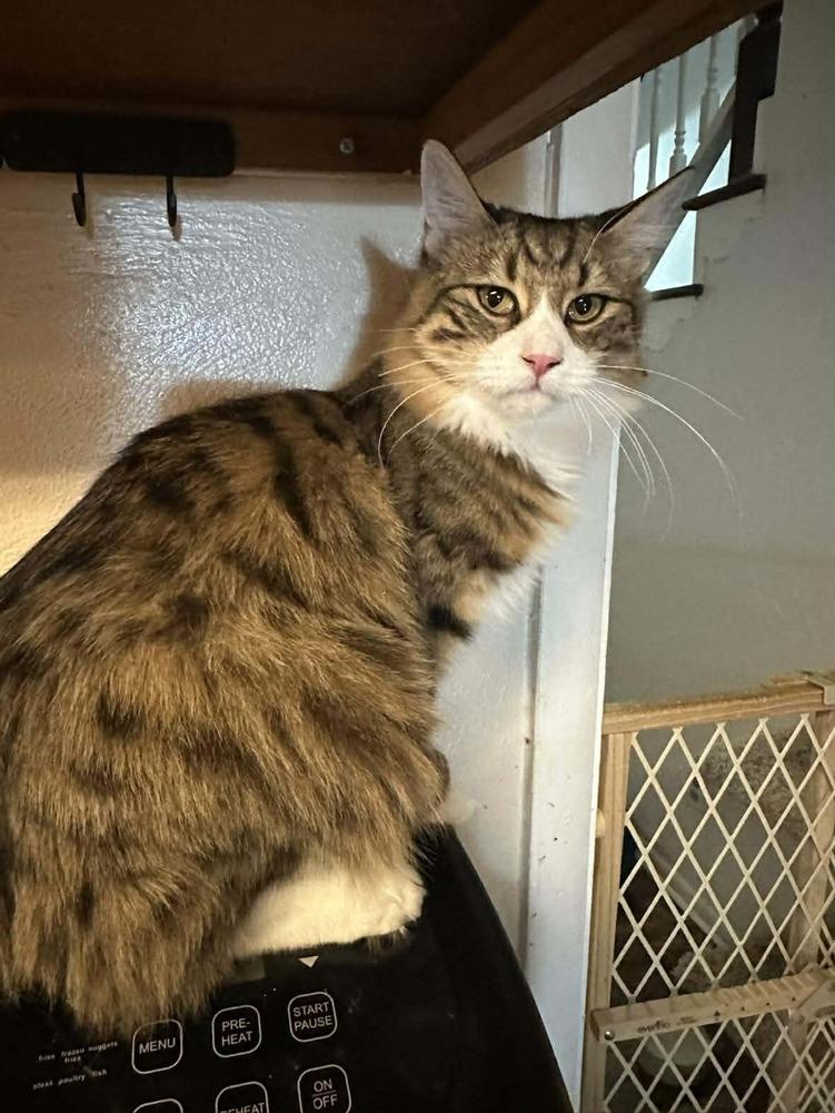 Enlarge Magnus, a Adoptable Domestic Medium Hair in Virginia Beach, VA image 3/4