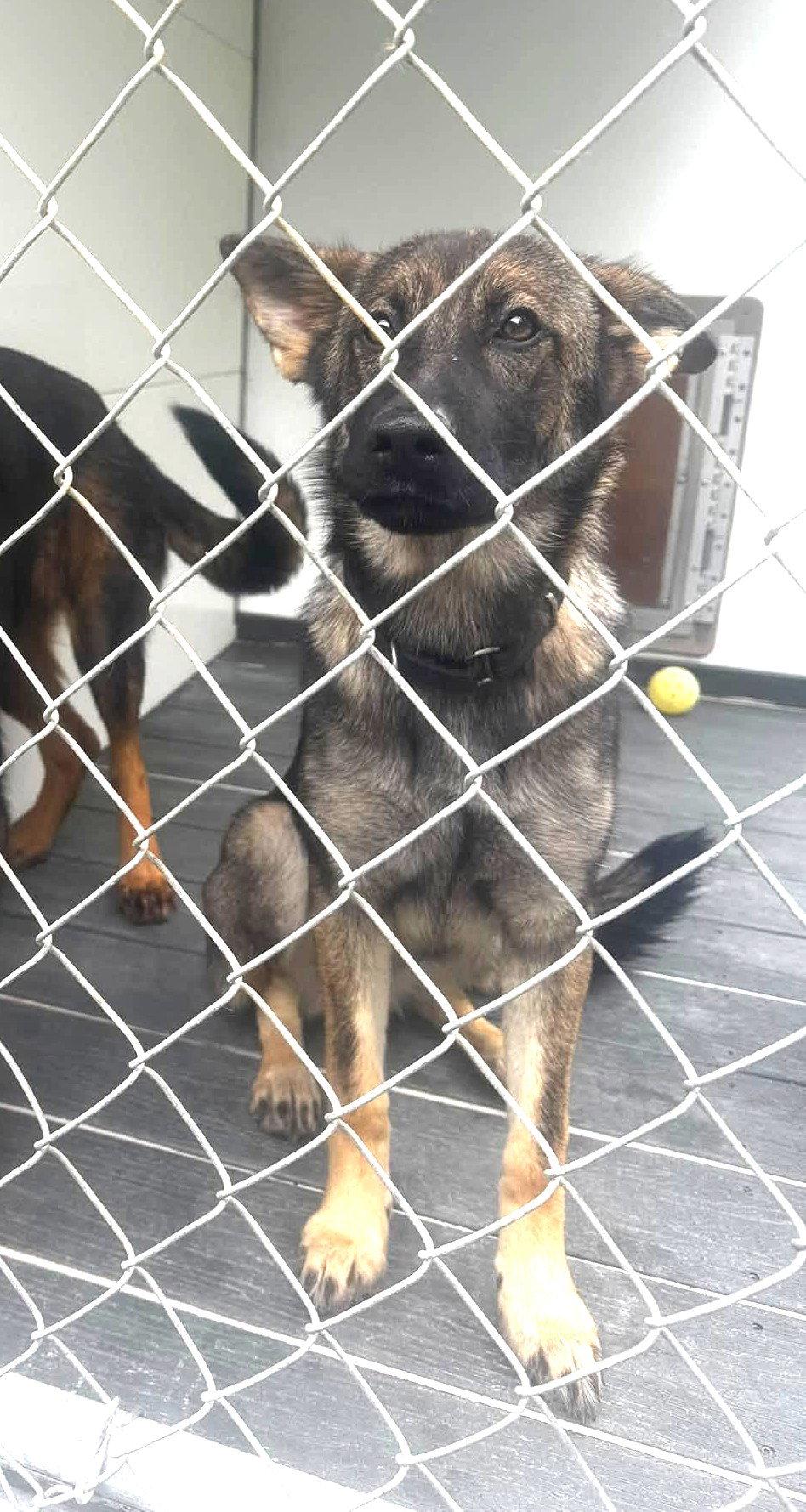 Lilly (6mo, 30lbs), Adoptable, Puppy Female German Shepherd Dog.