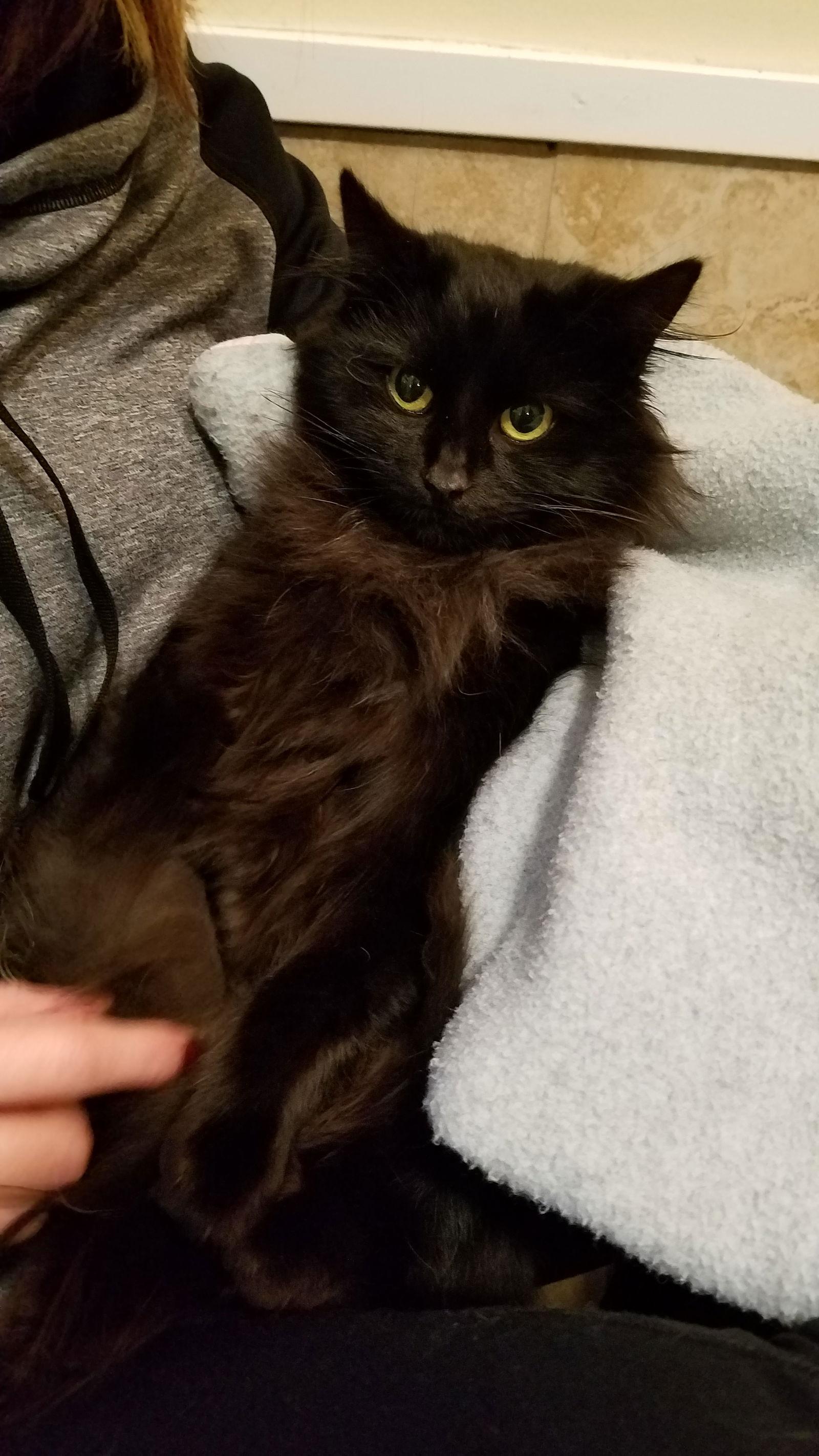 Enlarge Veronica, a Adopted Domestic Long Hair in Pittsburgh, PA image 1/1