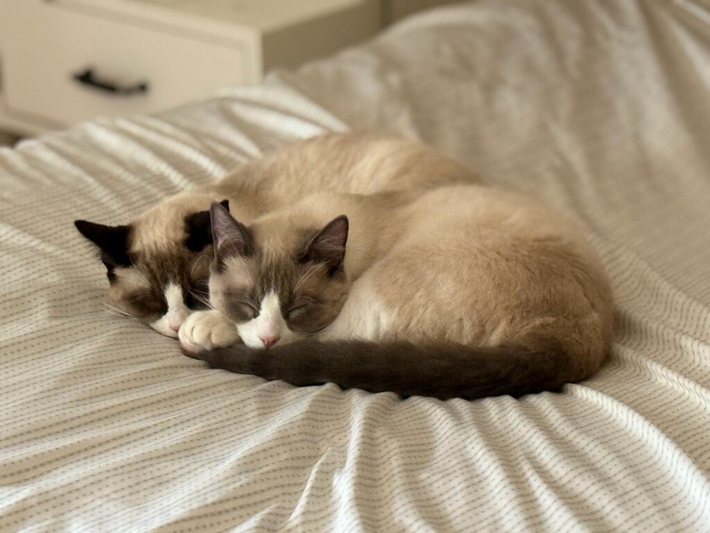 Enlarge Frodo and Finn, a Adopted Siamese in Santa Rosa, CA image 1/1