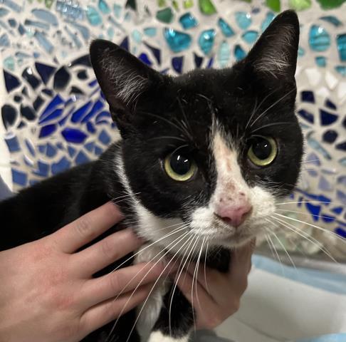 TUX, Adoptable, Adult Male Domestic Short Hair.