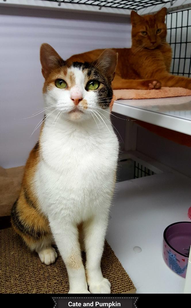 Cate, a Adoptable Calico in Key Largo, FL image 1/3