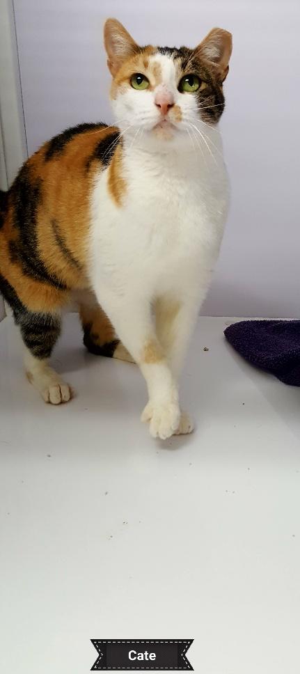 Cate, a Adoptable Calico in Key Largo, FL image 2/3