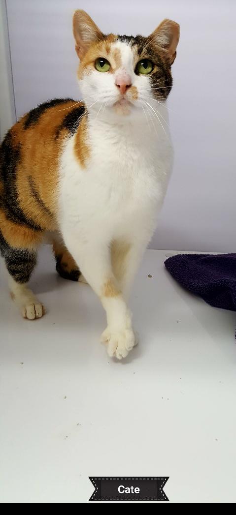 Cate, a Adoptable Calico in Key Largo, FL image 3/3