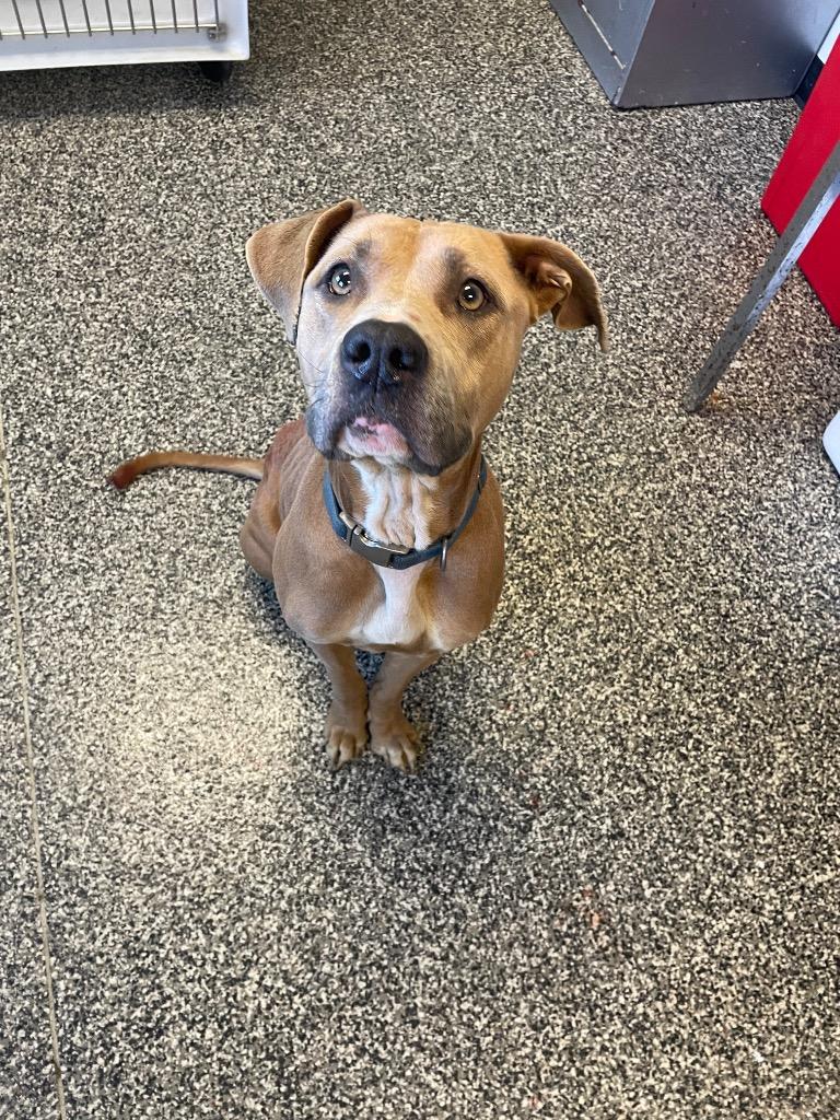 Enlarge Sasha, a Adoptable mixed breed in Columbia, TN image 1/1