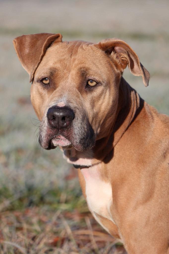 Sasha, Adoptable, Adult Female Mixed Breed.