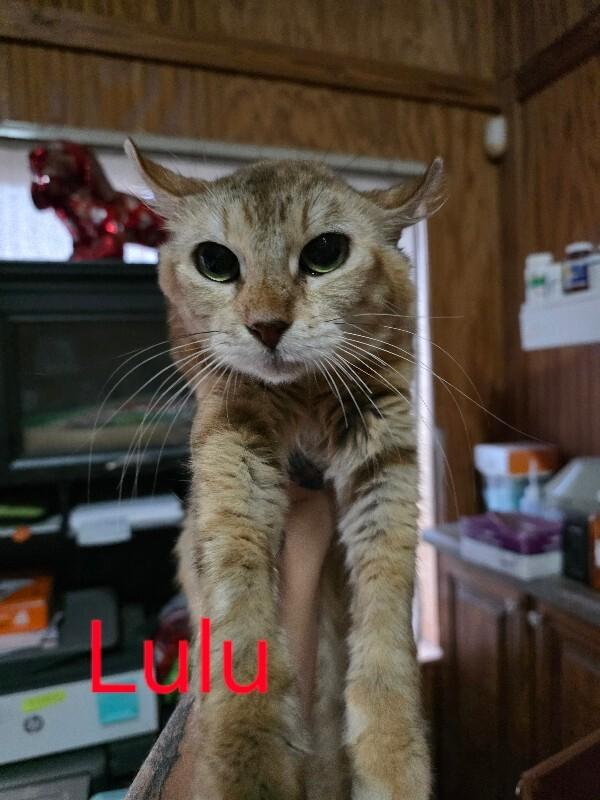 Lulu