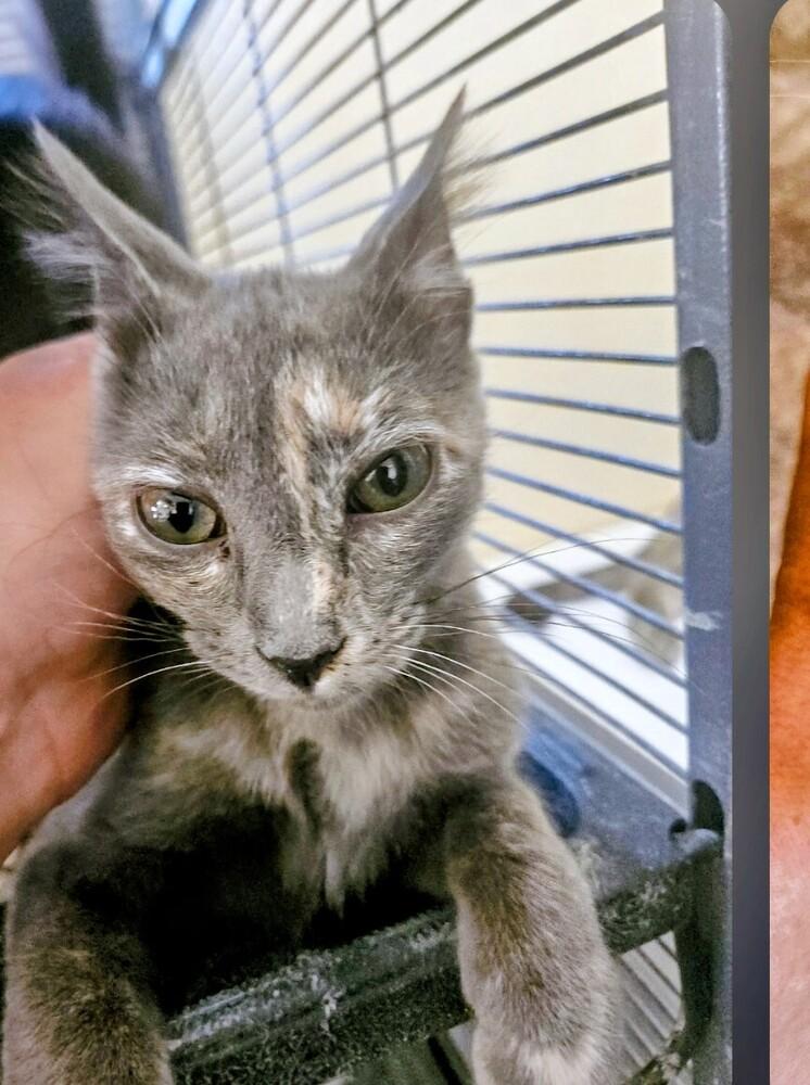 Dolly, Adoptable, Kitten Female Domestic Short Hair.