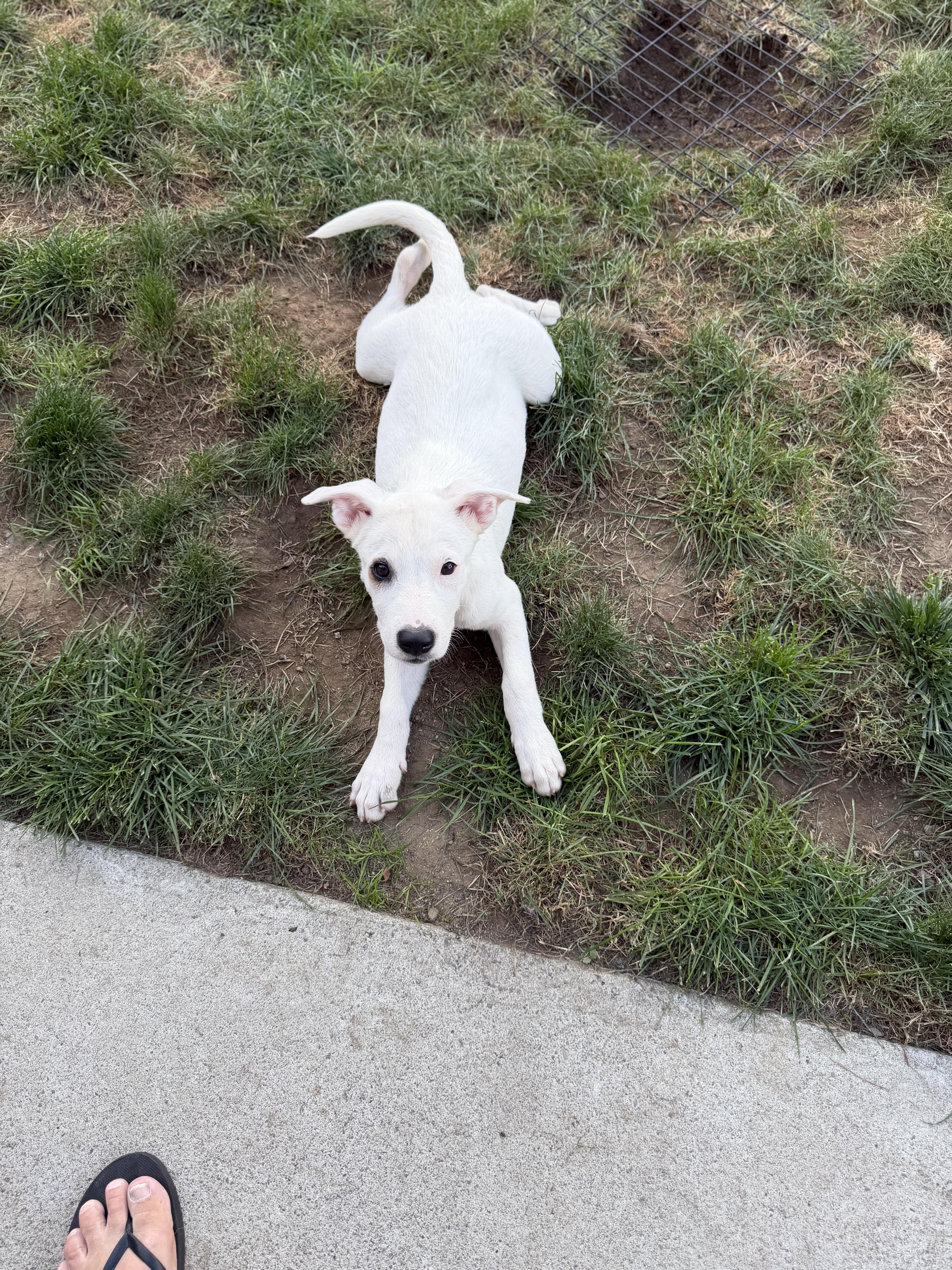 Enlarge JAZZY, a Adoptable mixed breed in West Haven, CT image 3/5