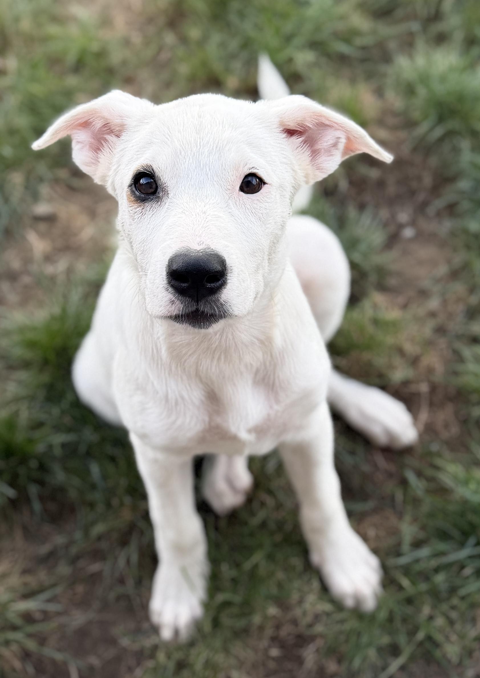 JAZZY, Adoptable, Puppy Female German Shepherd Dog.
