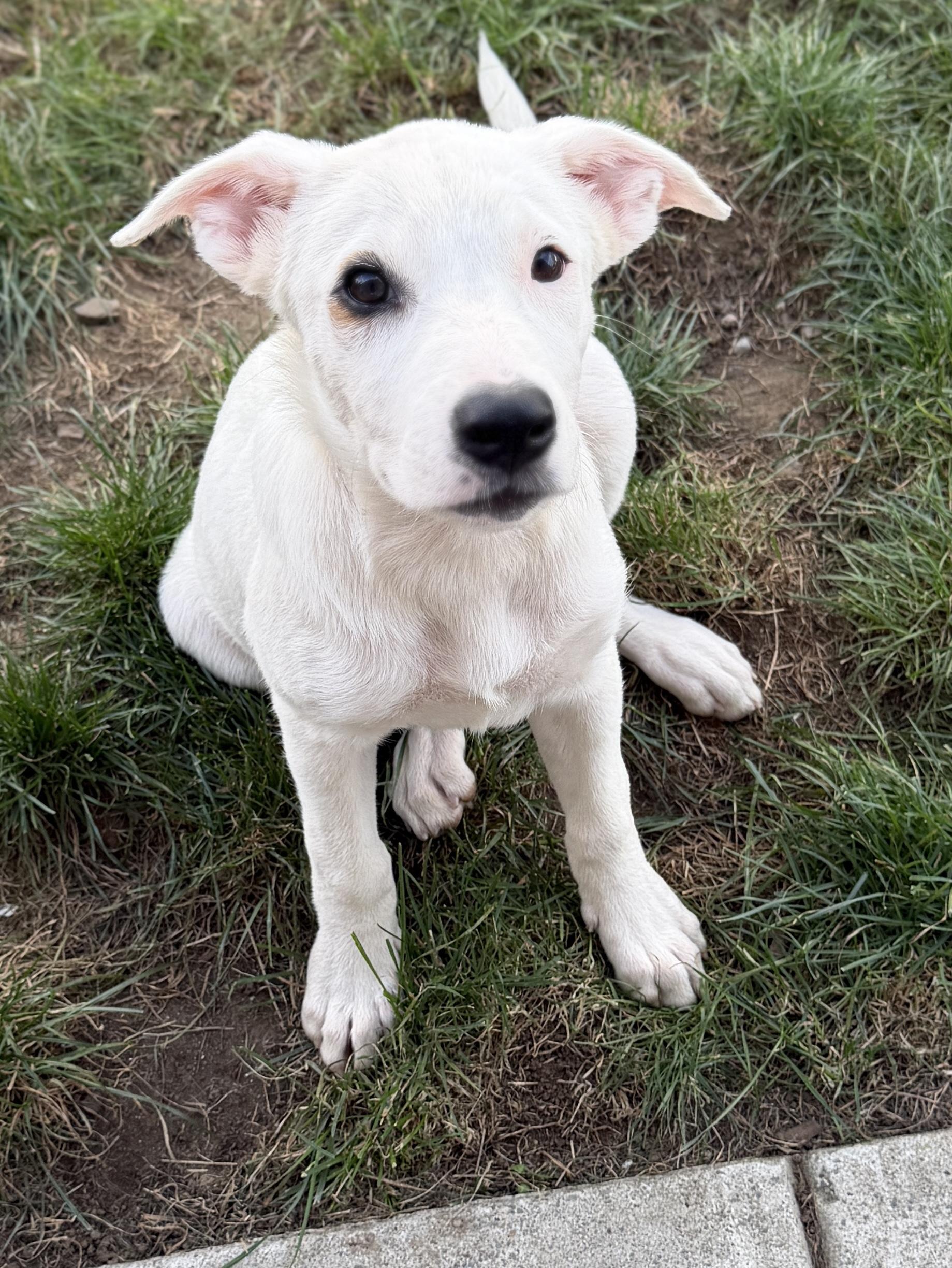 Enlarge JAZZY, a Adoptable mixed breed in West Haven, CT image 2/5