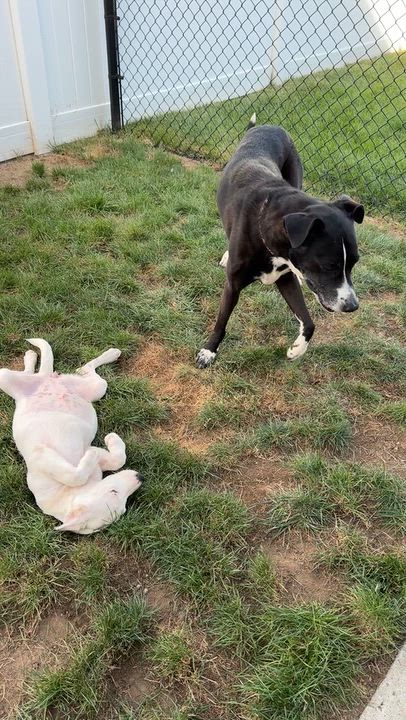Enlarge JAZZY, a Adoptable mixed breed in West Haven, CT video 5/5