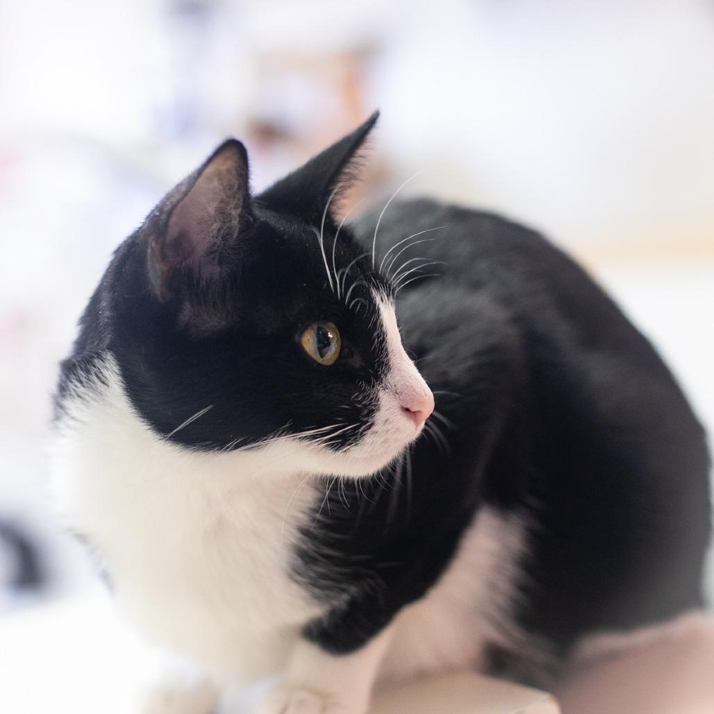 Marnie, Adoptable, Adult Female Domestic Short Hair.