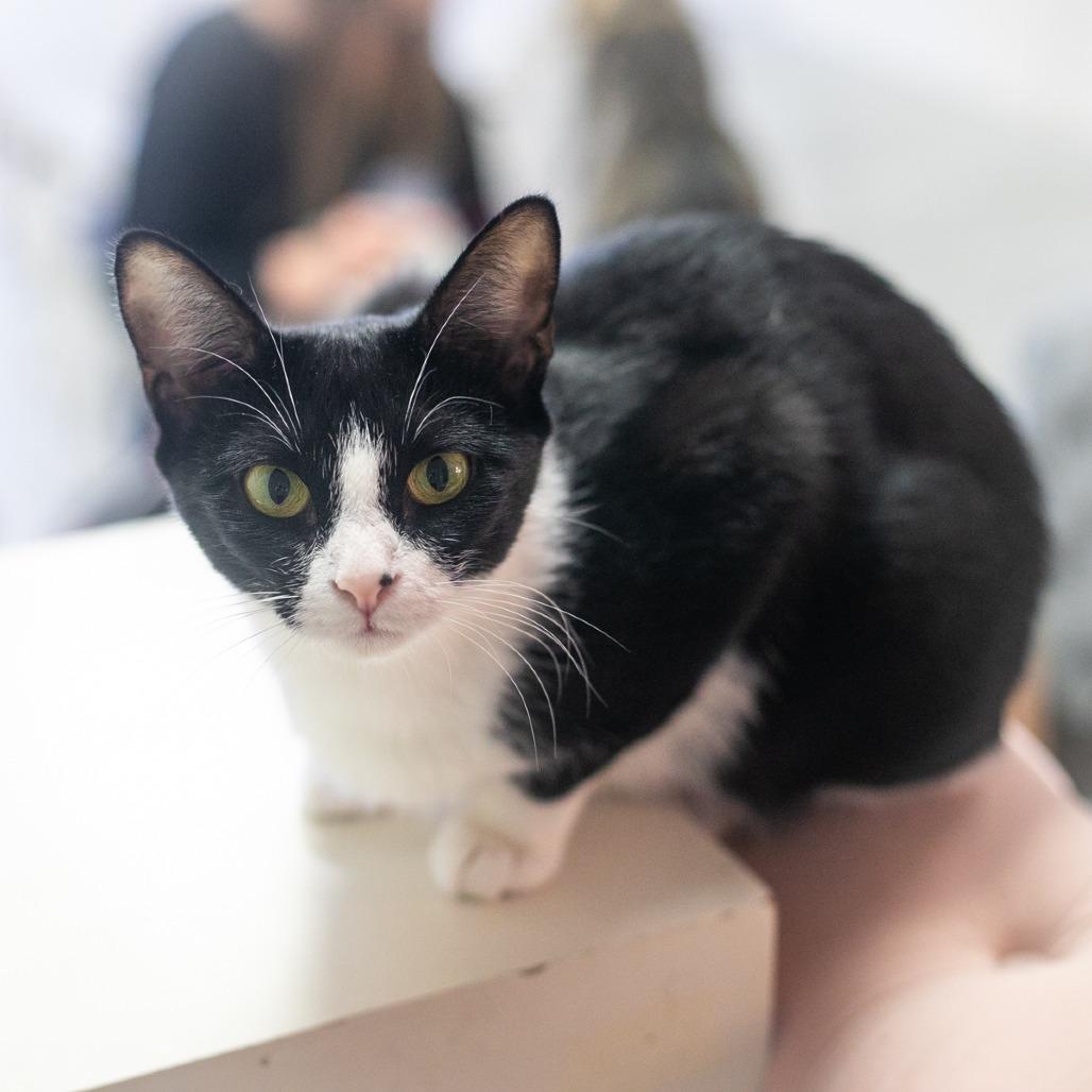 Enlarge Marnie, a Adoptable Domestic Short Hair in Ponte Vedra, FL image 2/3