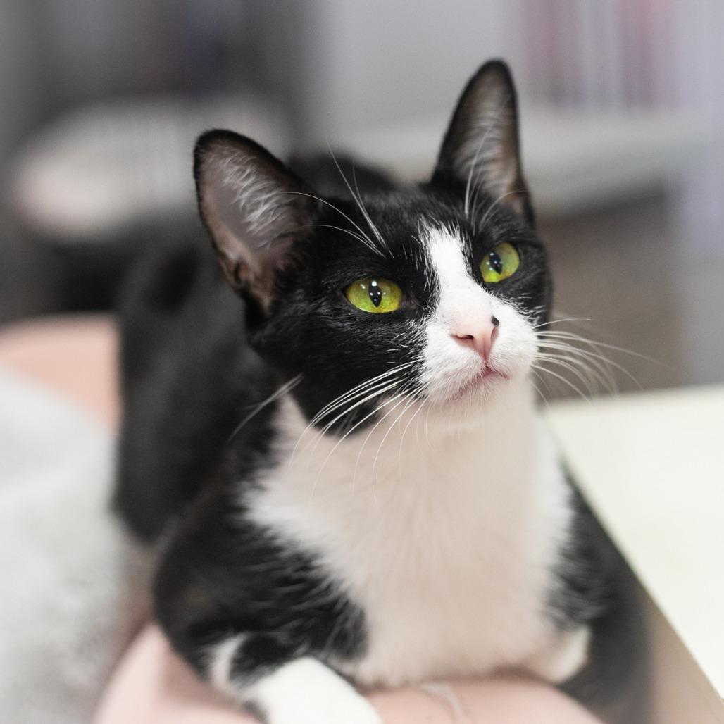Enlarge Marnie, a Adoptable Domestic Short Hair in Ponte Vedra, FL image 3/3