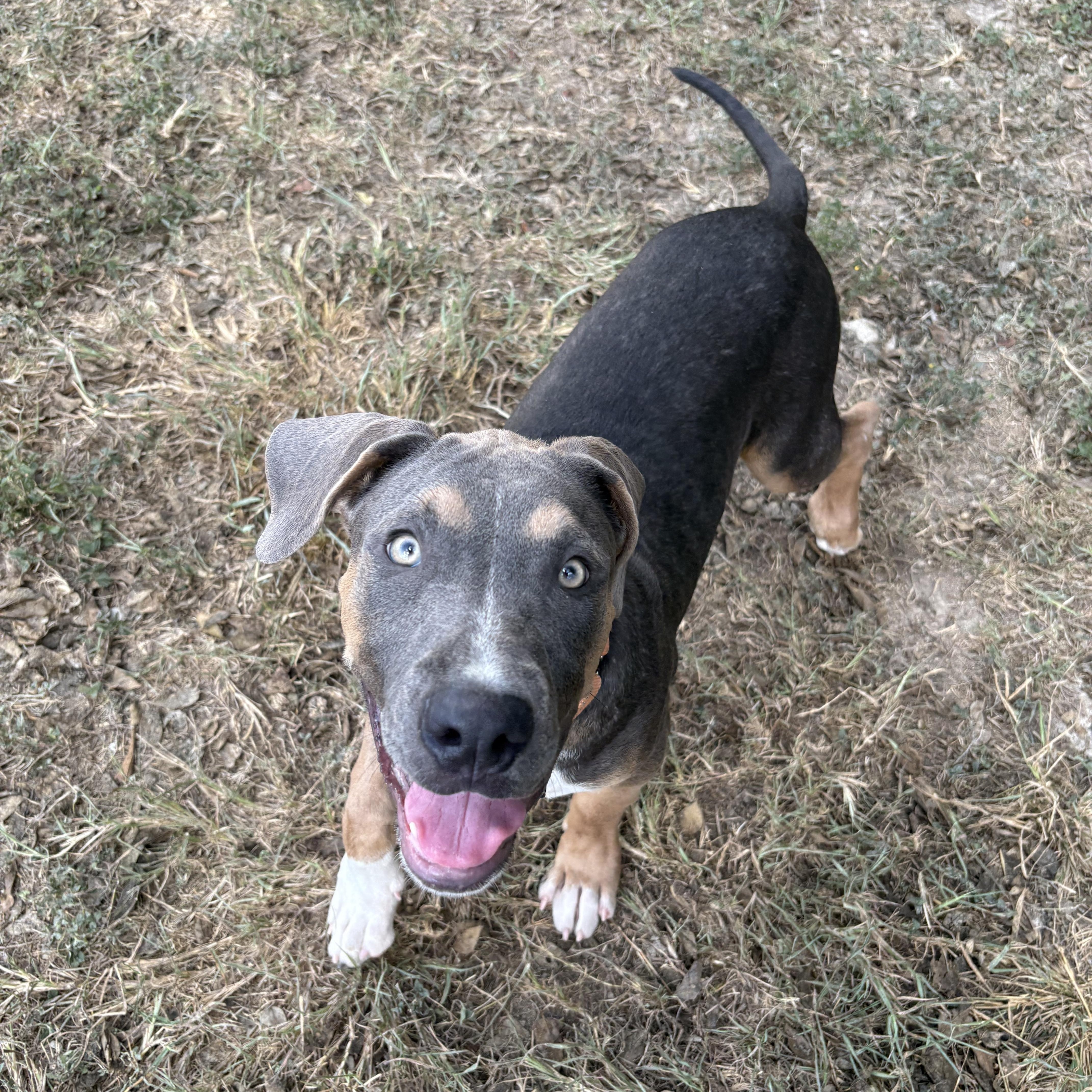 Enlarge Kingston, a Adoptable mixed breed in Cibolo, TX image 1/2