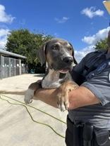 Kingston, Adoptable, Young Male American Bully.