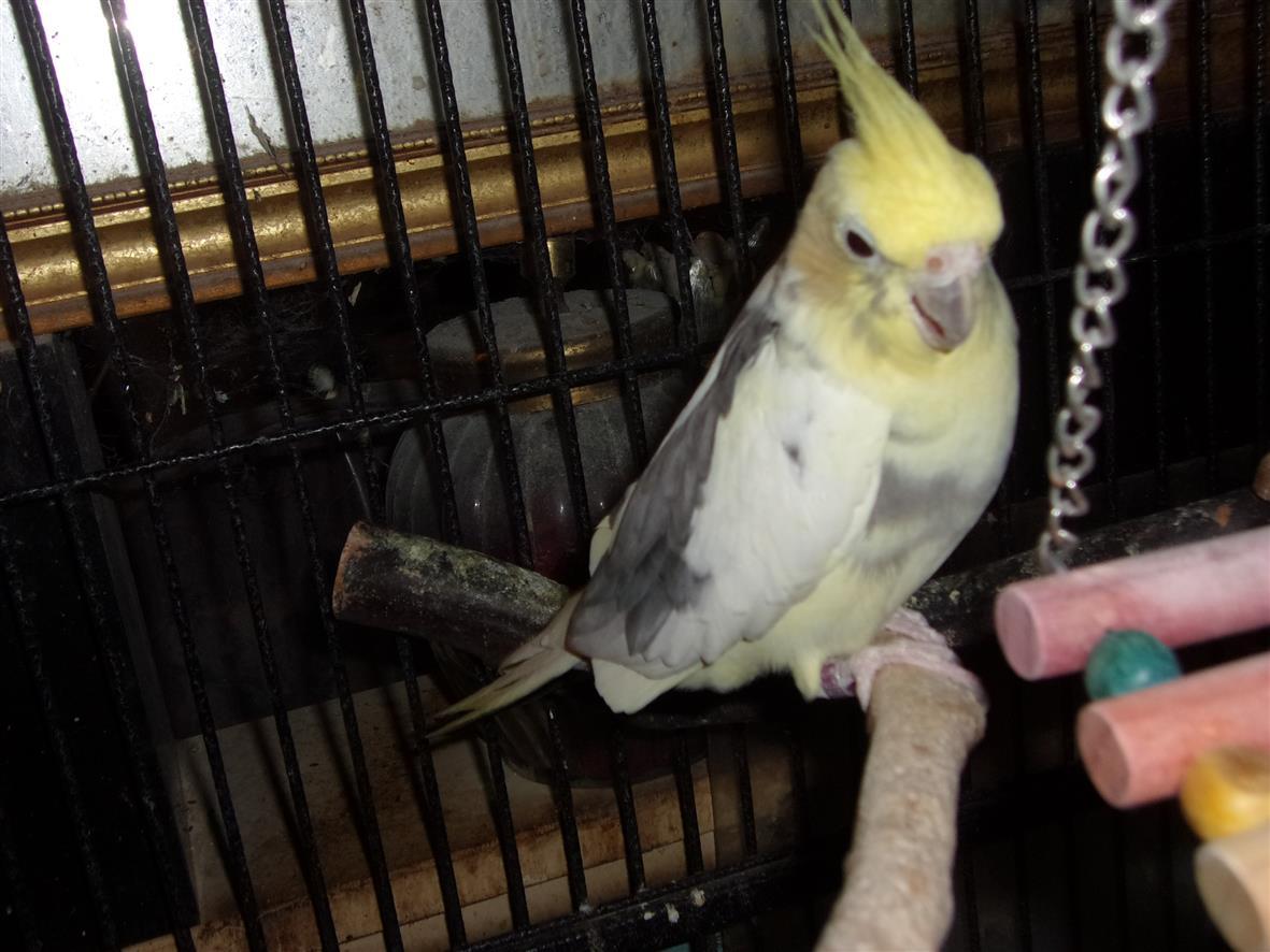 Cockatiel - yellow/grey pied ADOPTED OUT, ADOPTABLE, Young Male Cockatiel.