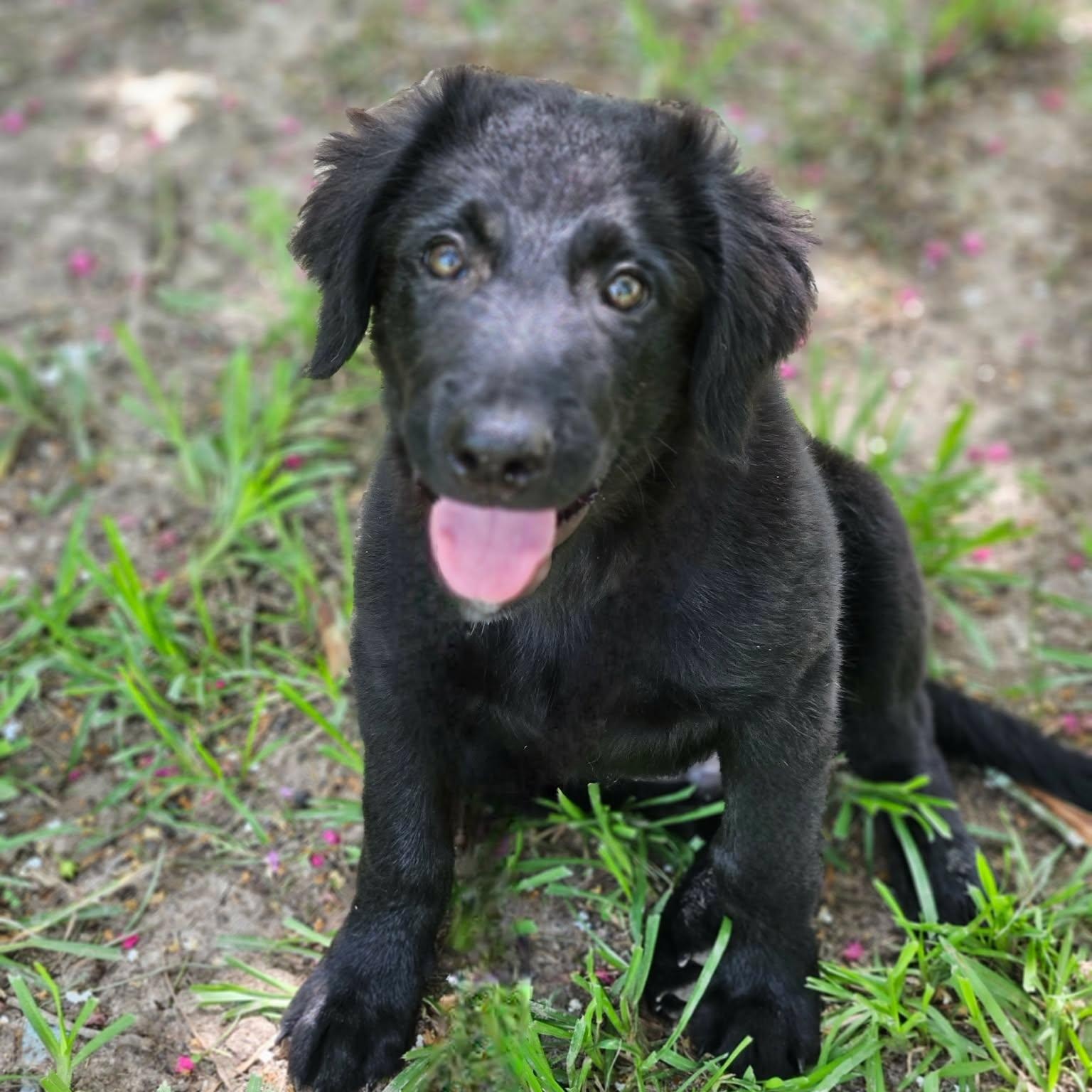 McCoy (the real McCoy), ADOPTABLE, Puppy Male Labrador Retriever & English Springer Spaniel.